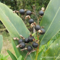 Alpinia nigra (Gaertn.) Burtt